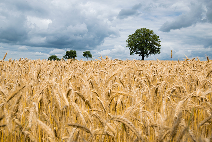 Crops estimations for 2022 in Serbia